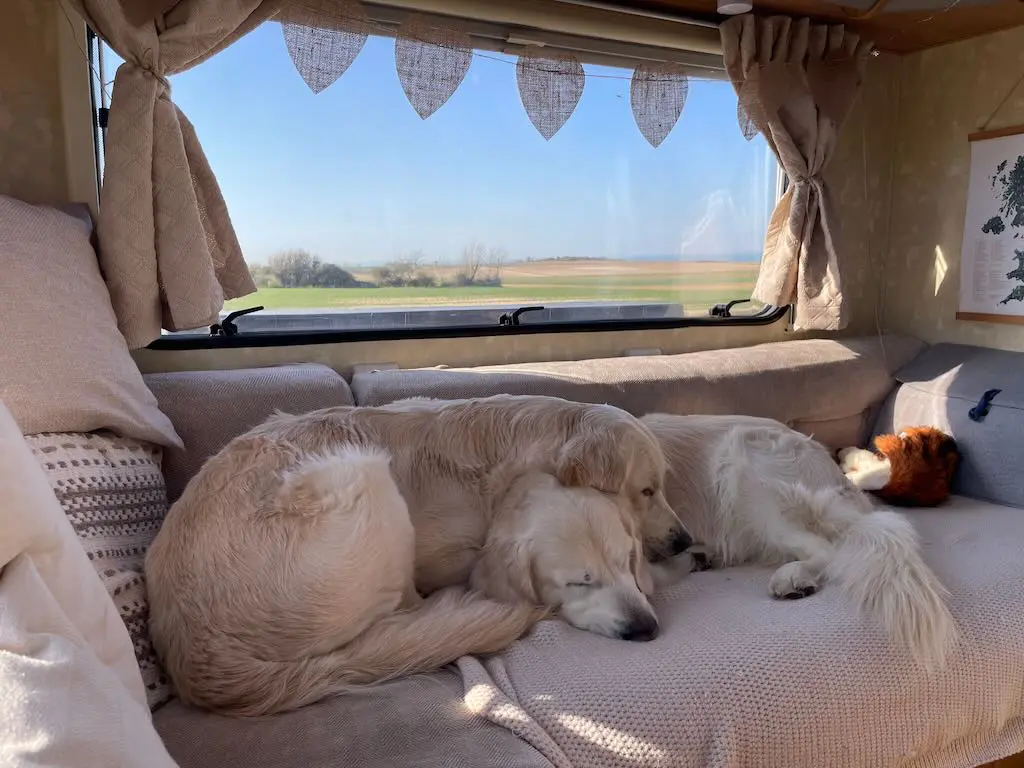 Two golden retrievers asleep on a motorhome sofa beside a wide window looking out over open fields.