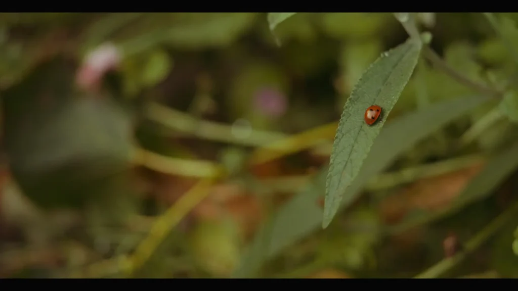 Ladybird resting on a narrow green leaf among blurred foliage.